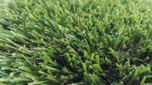 Grass-Close-up-e1538667204718